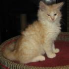 Sibirische Katzen